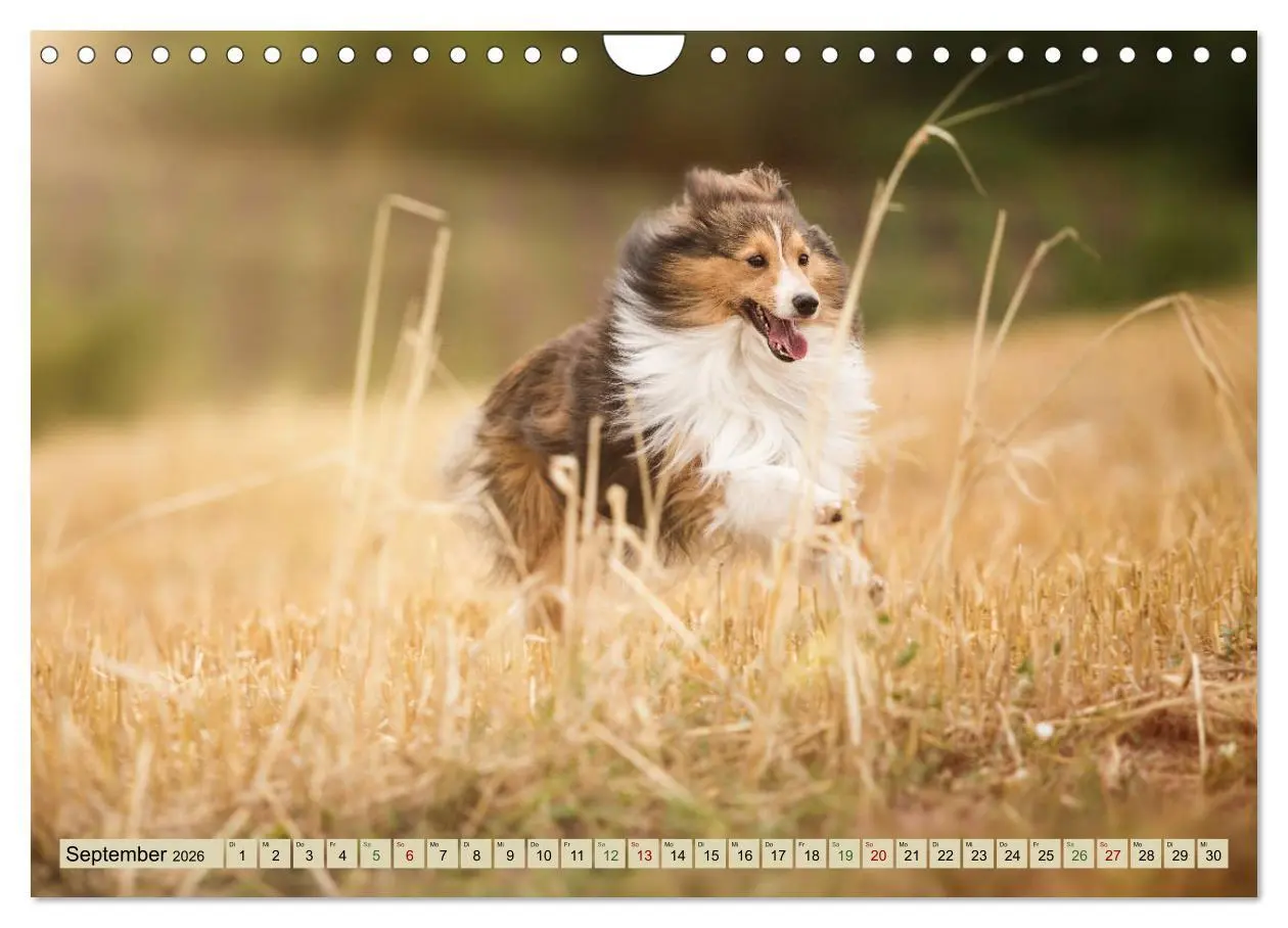 Bild: 9783457890325 | SHELTIES Liebe auf 4 Pfoten (Wandkalender 2026 DIN A4 quer),...