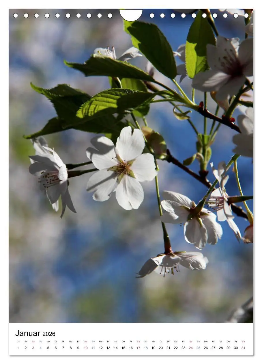 Bild: 9783516410525 | Japan - Kirschblüten (Wandkalender 2026 DIN A4 hoch), CALVENDO...