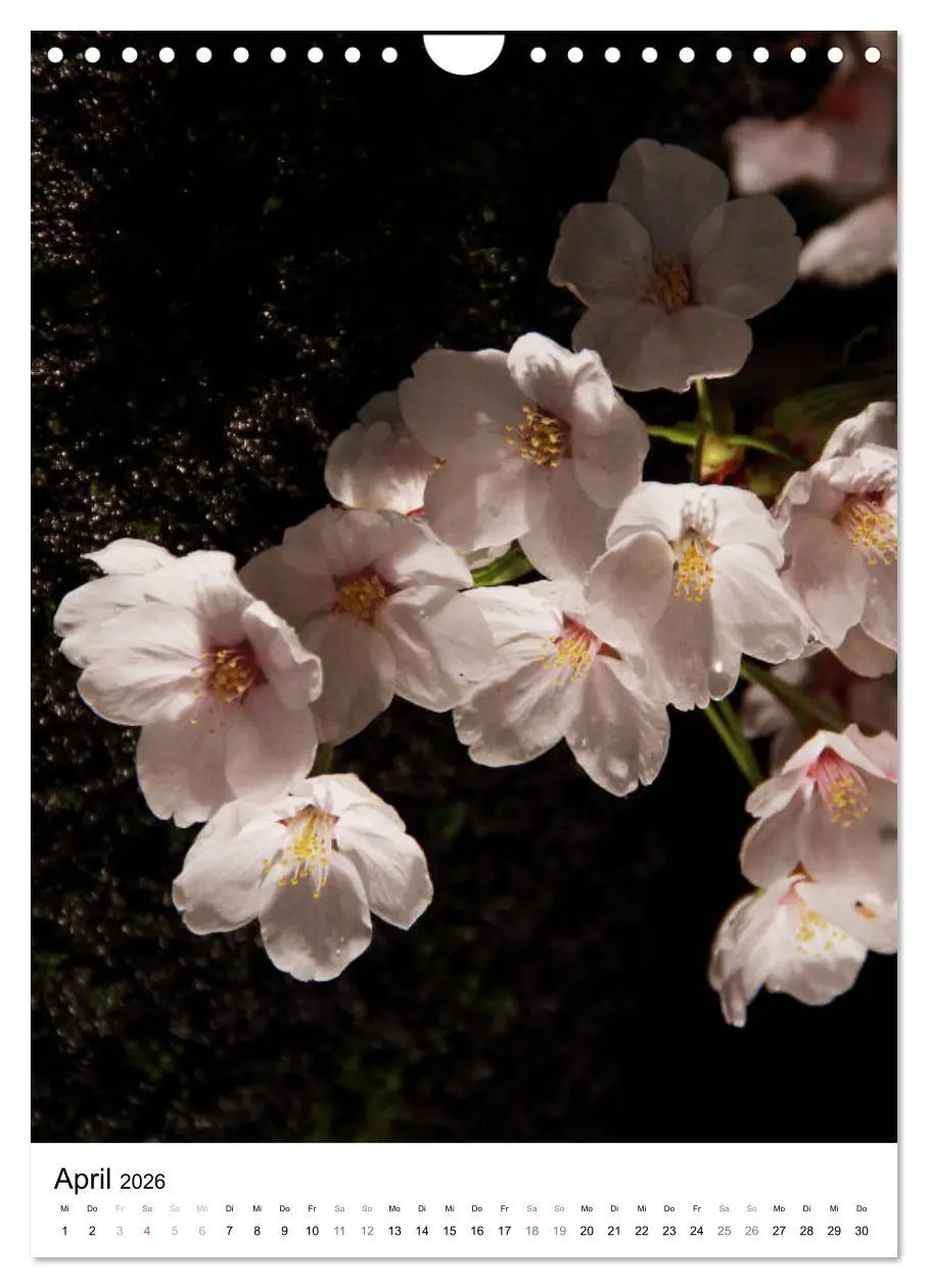 Bild: 9783516410525 | Japan - Kirschblüten (Wandkalender 2026 DIN A4 hoch), CALVENDO...