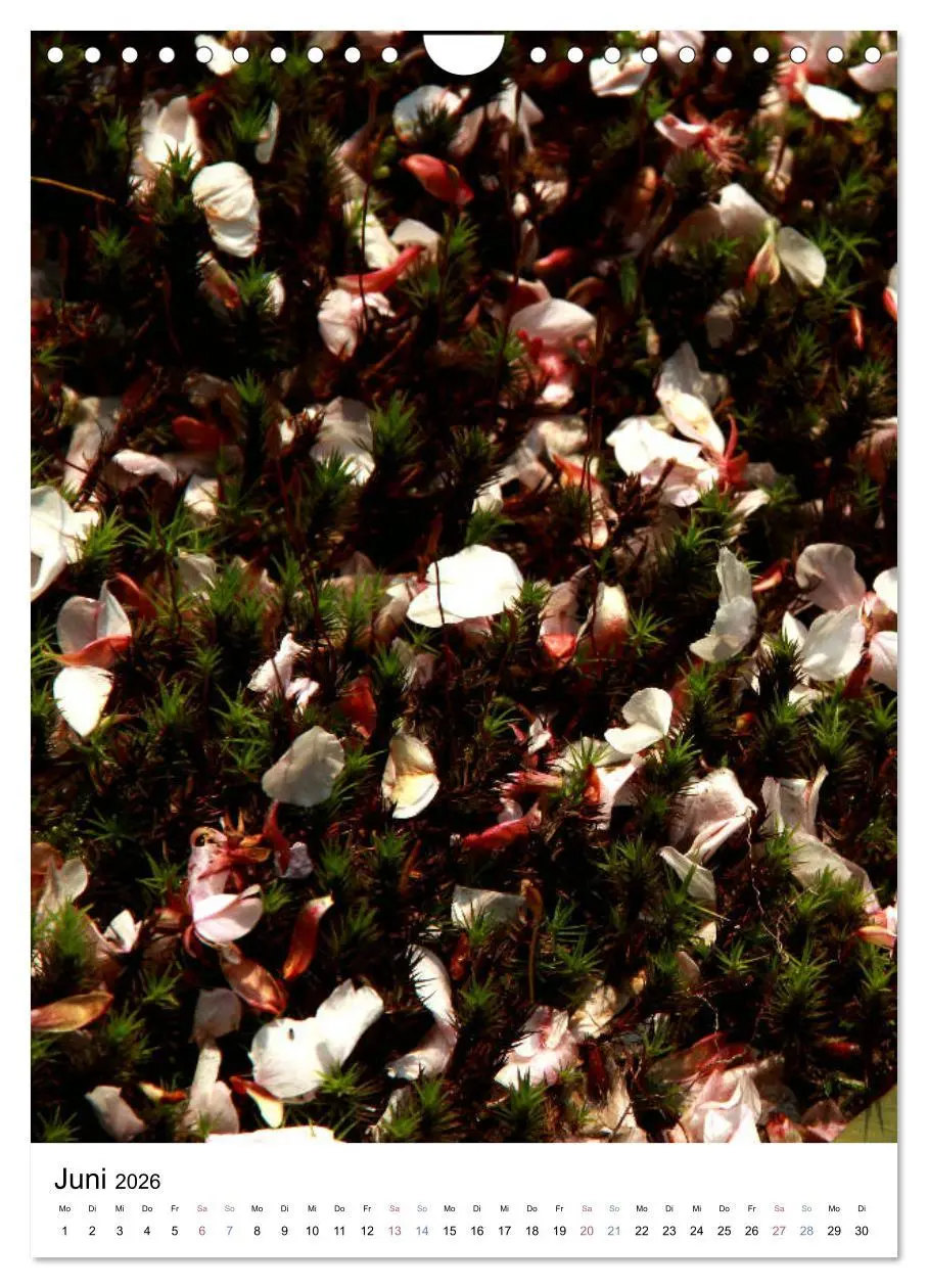Bild: 9783516410525 | Japan - Kirschblüten (Wandkalender 2026 DIN A4 hoch), CALVENDO...