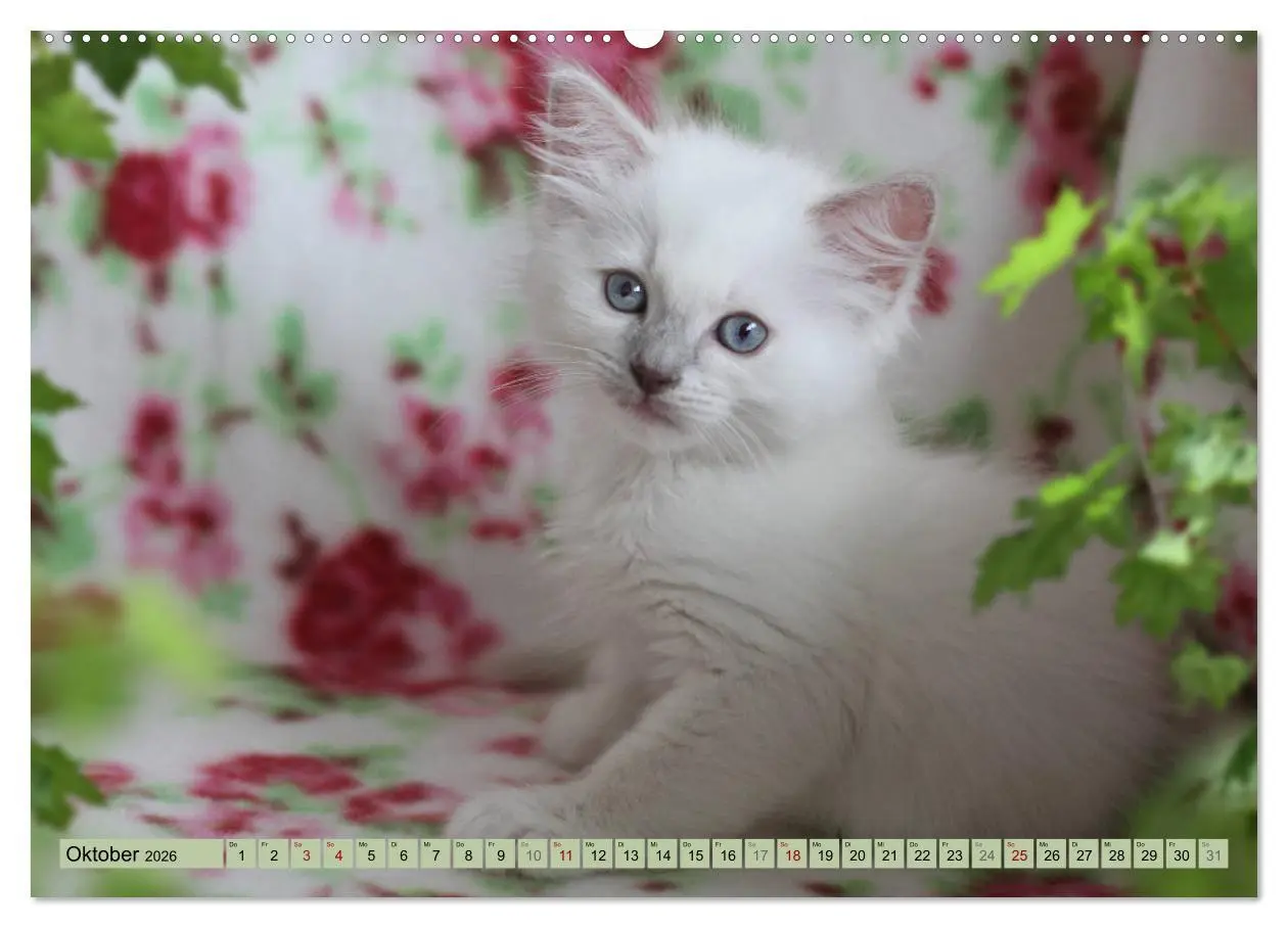 Bild: 9783457770825 | RAGDOLLS Impressionen aus der Kinderstube (hochwertiger Premium...