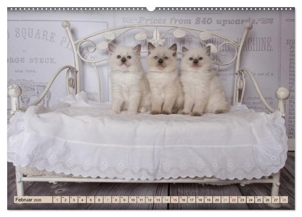 Bild: 9783457770825 | RAGDOLLS Impressionen aus der Kinderstube (hochwertiger Premium...