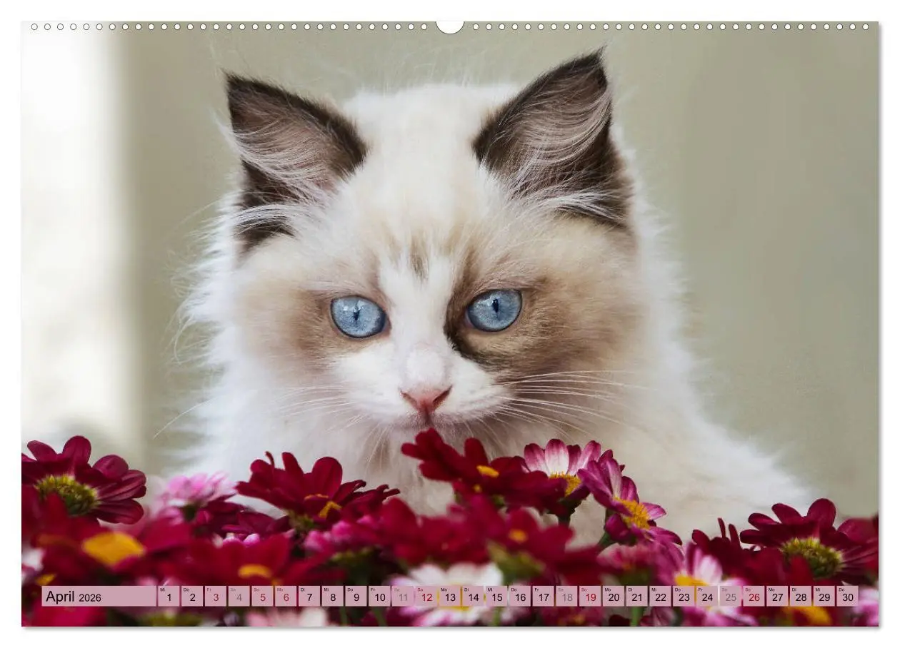 Bild: 9783457770825 | RAGDOLLS Impressionen aus der Kinderstube (hochwertiger Premium...