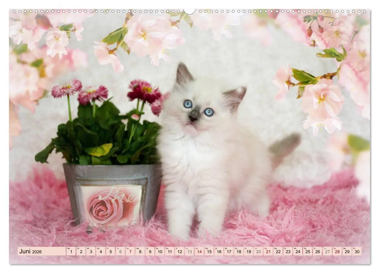 Bild: 9783457770825 | RAGDOLLS Impressionen aus der Kinderstube (hochwertiger Premium...