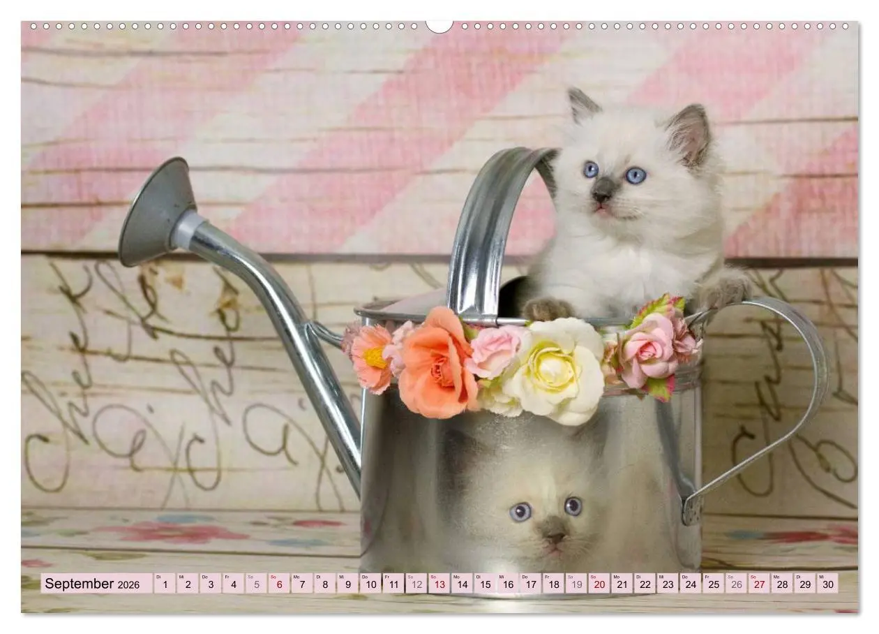 Bild: 9783457770825 | RAGDOLLS Impressionen aus der Kinderstube (hochwertiger Premium...