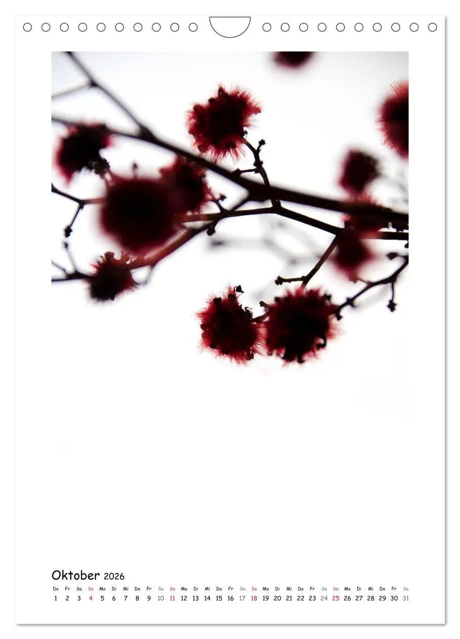 Bild: 9783516480825 | BLUMEN EINFACH IN SZENE GESETZT (Wandkalender 2026 DIN A4 hoch),...
