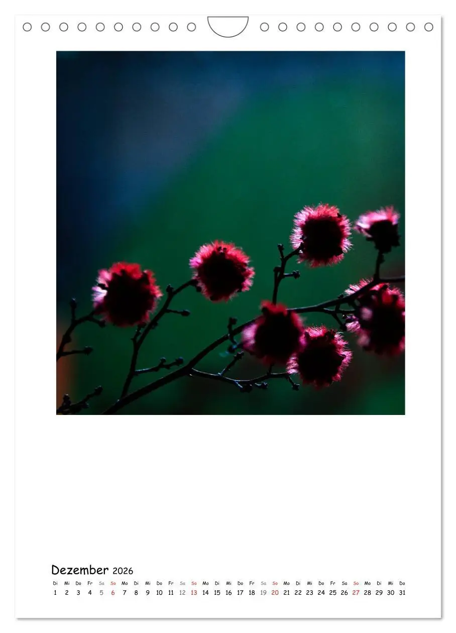 Bild: 9783516480825 | BLUMEN EINFACH IN SZENE GESETZT (Wandkalender 2026 DIN A4 hoch),...