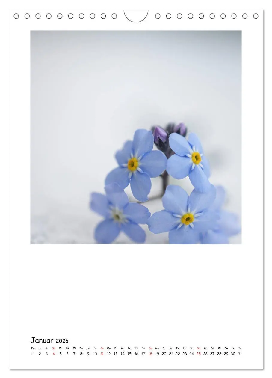 Bild: 9783516480825 | BLUMEN EINFACH IN SZENE GESETZT (Wandkalender 2026 DIN A4 hoch),...