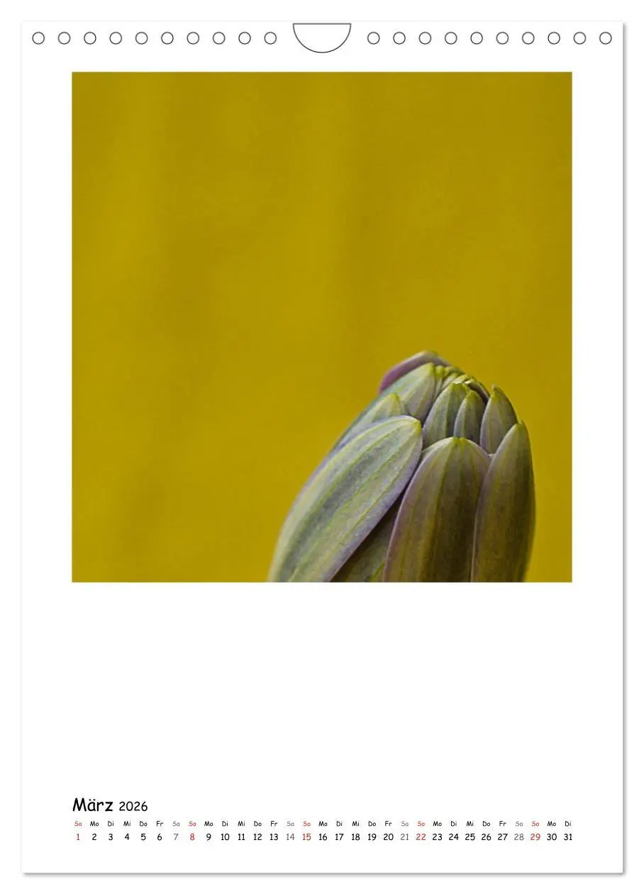 Bild: 9783516480825 | BLUMEN EINFACH IN SZENE GESETZT (Wandkalender 2026 DIN A4 hoch),...