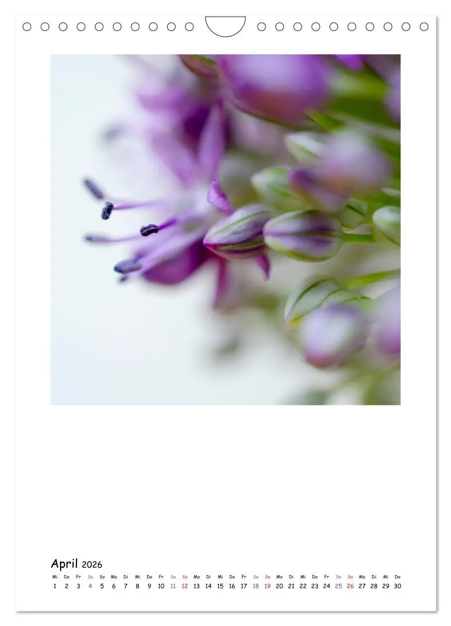 Bild: 9783516480825 | BLUMEN EINFACH IN SZENE GESETZT (Wandkalender 2026 DIN A4 hoch),...