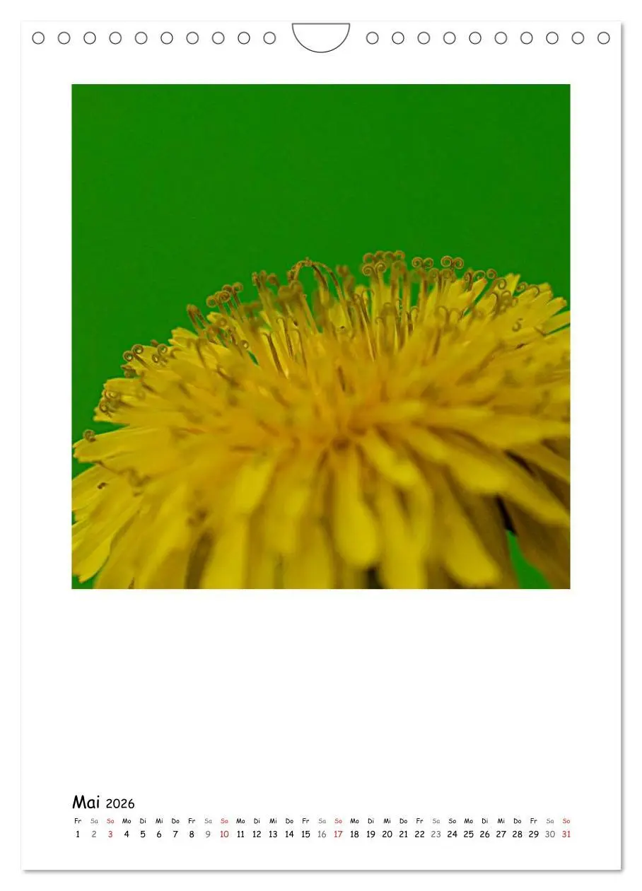 Bild: 9783516480825 | BLUMEN EINFACH IN SZENE GESETZT (Wandkalender 2026 DIN A4 hoch),...