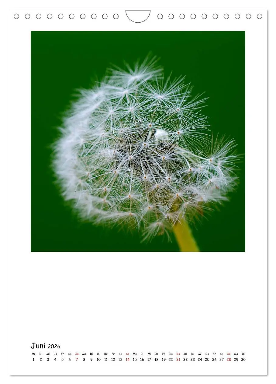 Bild: 9783516480825 | BLUMEN EINFACH IN SZENE GESETZT (Wandkalender 2026 DIN A4 hoch),...