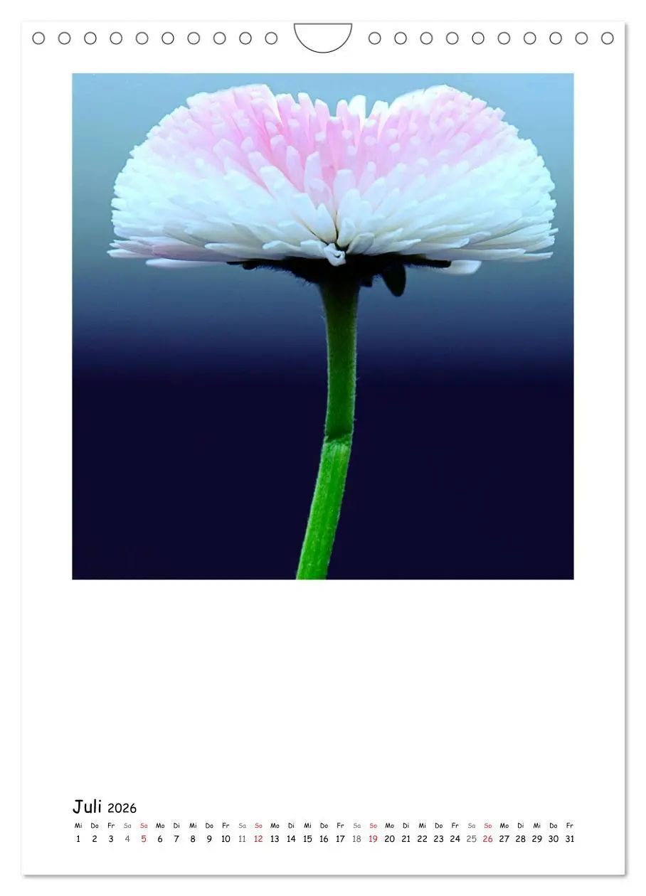 Bild: 9783516480825 | BLUMEN EINFACH IN SZENE GESETZT (Wandkalender 2026 DIN A4 hoch),...