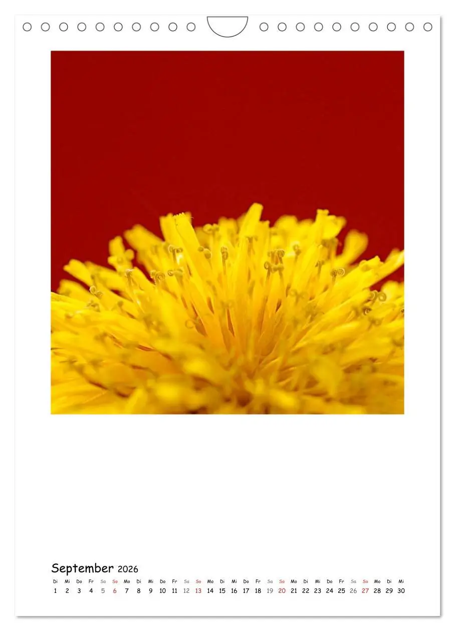 Bild: 9783516480825 | BLUMEN EINFACH IN SZENE GESETZT (Wandkalender 2026 DIN A4 hoch),...