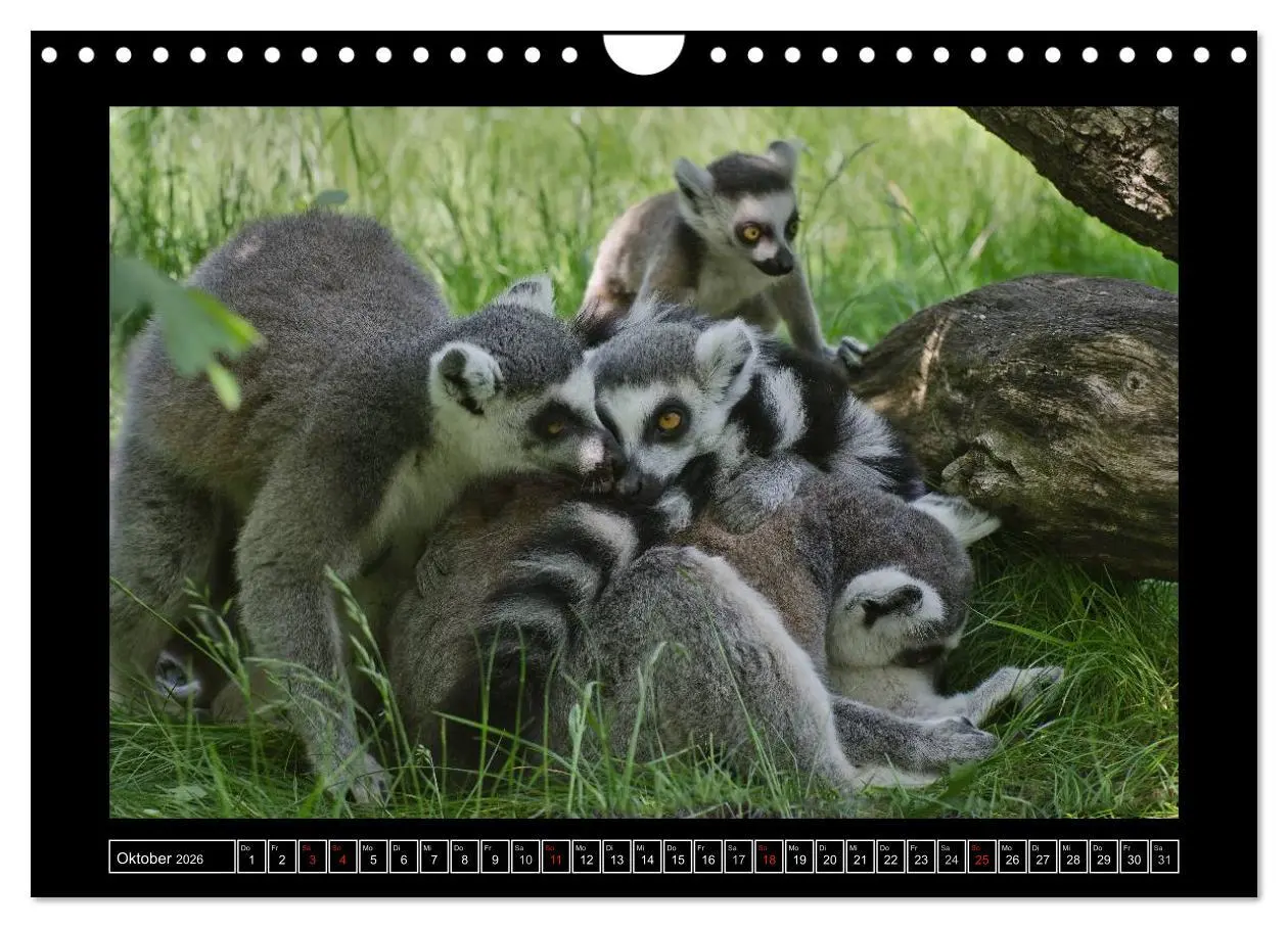 Bild: 9783516090925 | Dresdner Zootiere 2026 (Wandkalender 2026 DIN A4 quer), CALVENDO...