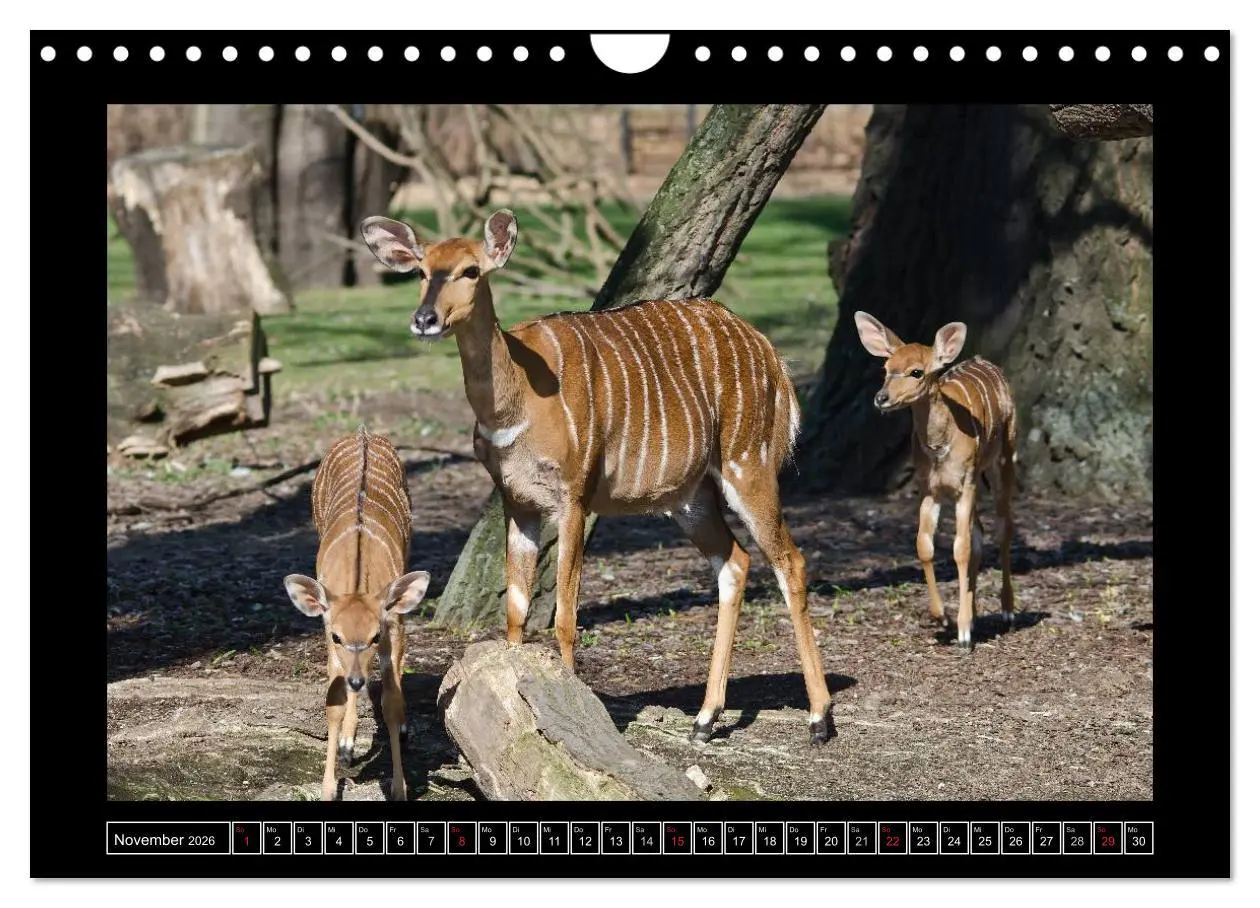 Bild: 9783516090925 | Dresdner Zootiere 2026 (Wandkalender 2026 DIN A4 quer), CALVENDO...