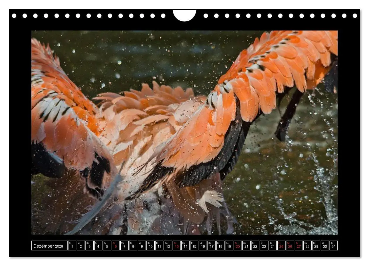 Bild: 9783516090925 | Dresdner Zootiere 2026 (Wandkalender 2026 DIN A4 quer), CALVENDO...
