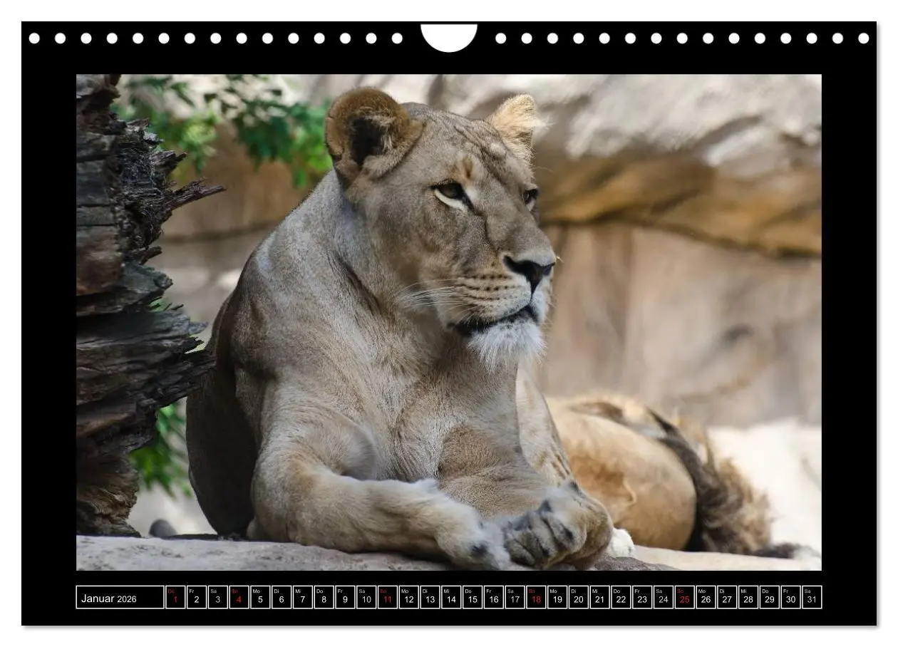 Bild: 9783516090925 | Dresdner Zootiere 2026 (Wandkalender 2026 DIN A4 quer), CALVENDO...