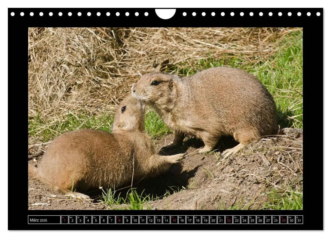 Bild: 9783516090925 | Dresdner Zootiere 2026 (Wandkalender 2026 DIN A4 quer), CALVENDO...