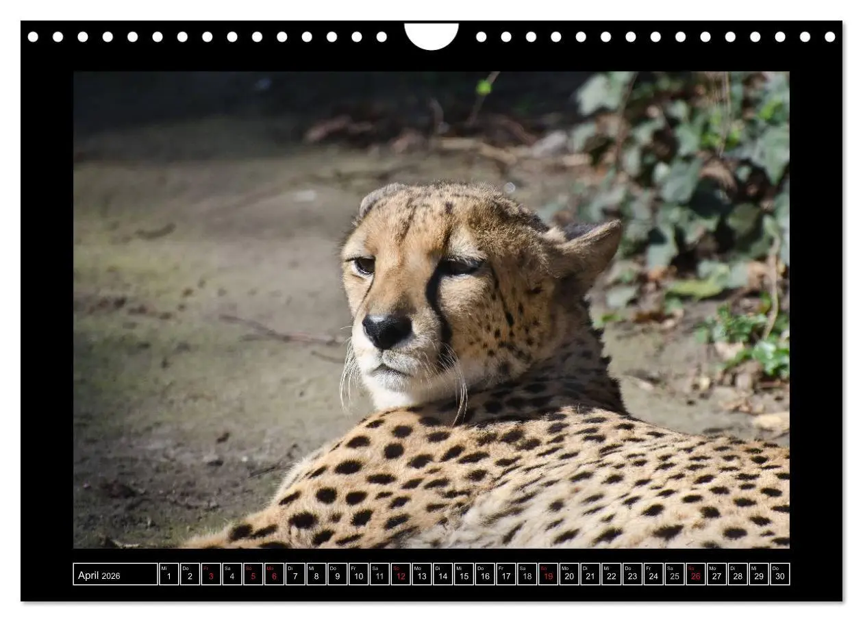 Bild: 9783516090925 | Dresdner Zootiere 2026 (Wandkalender 2026 DIN A4 quer), CALVENDO...
