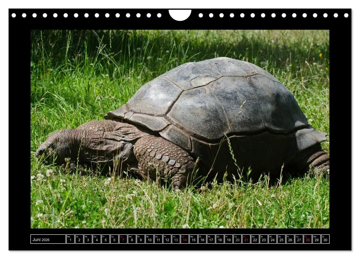 Bild: 9783516090925 | Dresdner Zootiere 2026 (Wandkalender 2026 DIN A4 quer), CALVENDO...