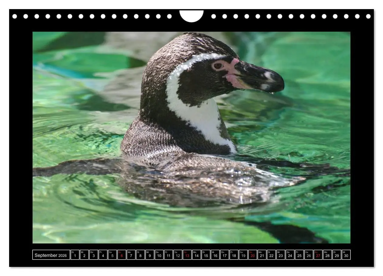 Bild: 9783516090925 | Dresdner Zootiere 2026 (Wandkalender 2026 DIN A4 quer), CALVENDO...