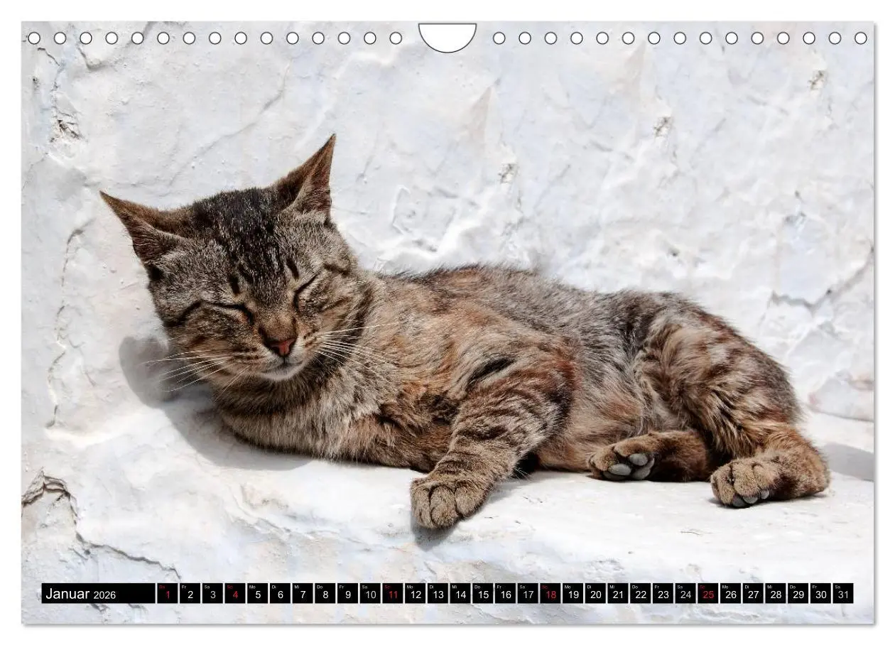 Bild: 9783516160925 | Griechische Katzen (Wandkalender 2026 DIN A4 quer), CALVENDO...