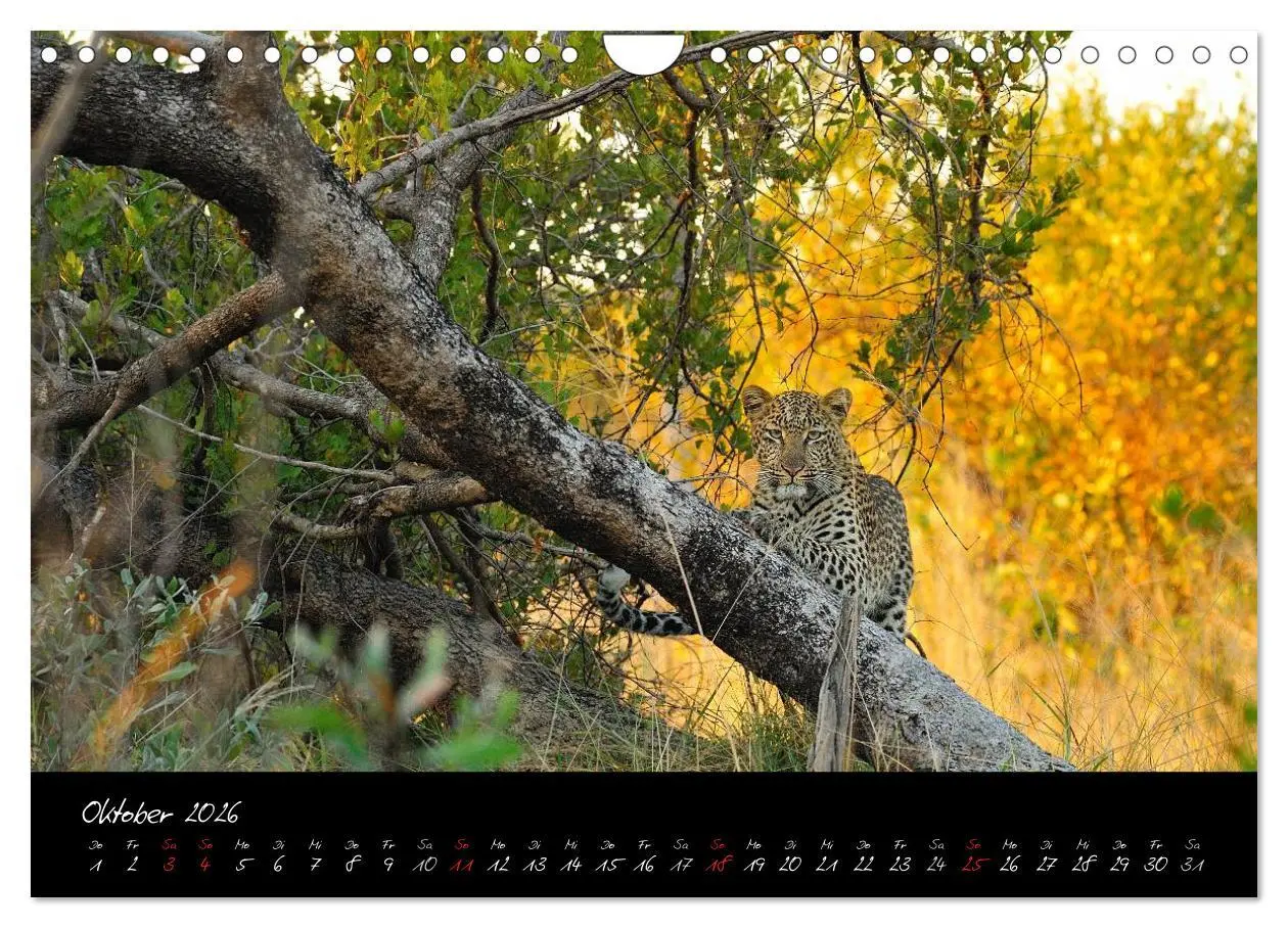 Bild: 9783516230925 | Südafrika (Wandkalender 2026 DIN A4 quer), CALVENDO Monatskalender