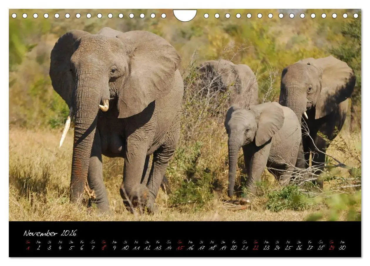 Bild: 9783516230925 | Südafrika (Wandkalender 2026 DIN A4 quer), CALVENDO Monatskalender