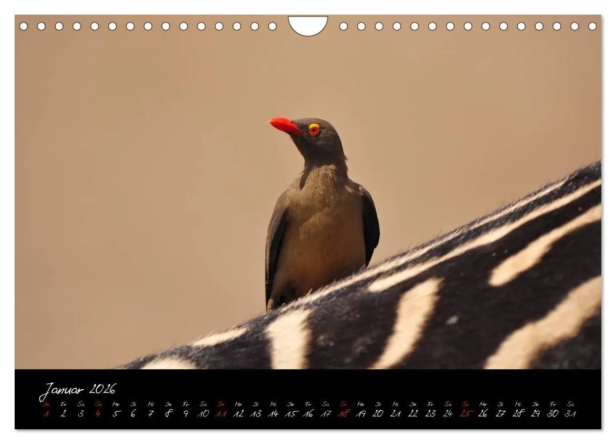 Bild: 9783516230925 | Südafrika (Wandkalender 2026 DIN A4 quer), CALVENDO Monatskalender