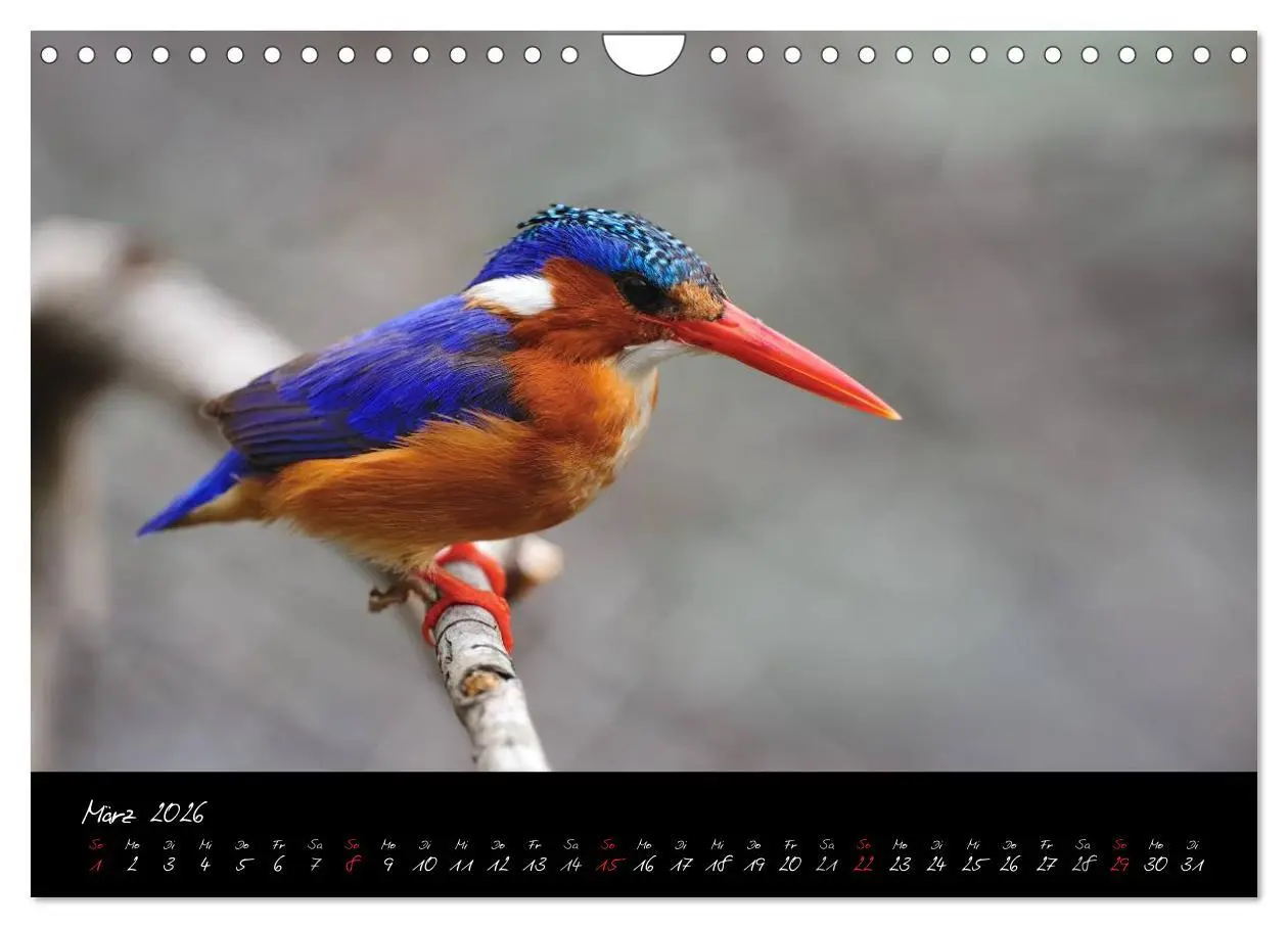Bild: 9783516230925 | Südafrika (Wandkalender 2026 DIN A4 quer), CALVENDO Monatskalender