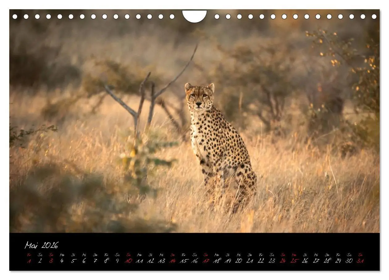 Bild: 9783516230925 | Südafrika (Wandkalender 2026 DIN A4 quer), CALVENDO Monatskalender
