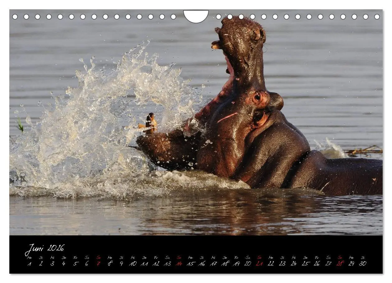 Bild: 9783516230925 | Südafrika (Wandkalender 2026 DIN A4 quer), CALVENDO Monatskalender