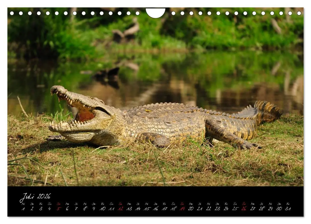 Bild: 9783516230925 | Südafrika (Wandkalender 2026 DIN A4 quer), CALVENDO Monatskalender