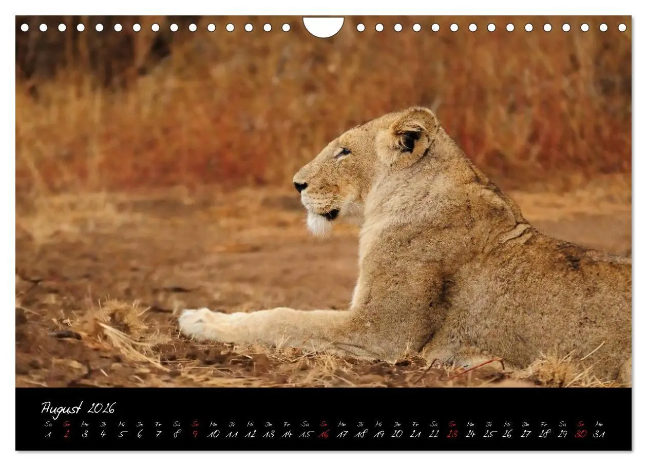 Bild: 9783516230925 | Südafrika (Wandkalender 2026 DIN A4 quer), CALVENDO Monatskalender