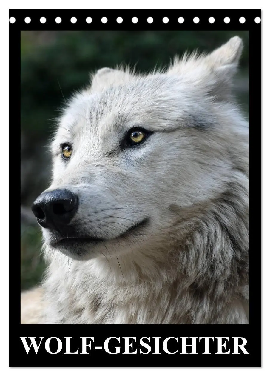Cover: 9783516470925 | Wolf-Gesichter (Tischkalender 2026 DIN A5 hoch), CALVENDO...