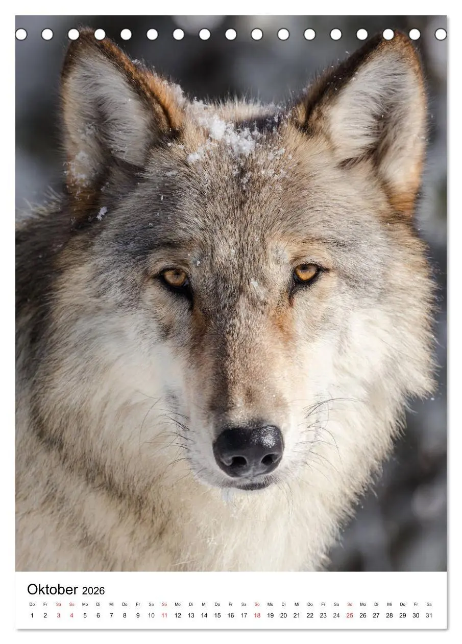 Bild: 9783516470925 | Wolf-Gesichter (Tischkalender 2026 DIN A5 hoch), CALVENDO...