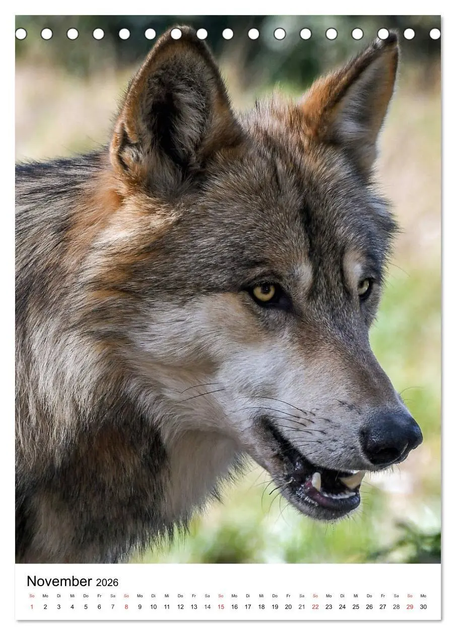 Bild: 9783516470925 | Wolf-Gesichter (Tischkalender 2026 DIN A5 hoch), CALVENDO...