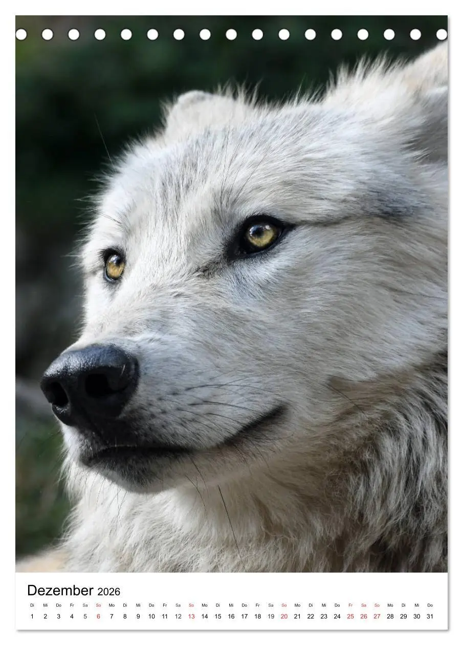 Bild: 9783516470925 | Wolf-Gesichter (Tischkalender 2026 DIN A5 hoch), CALVENDO...