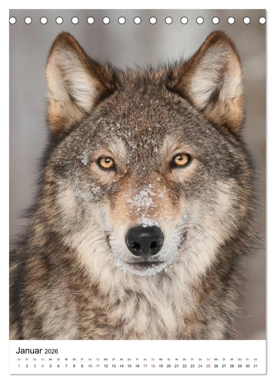 Bild: 9783516470925 | Wolf-Gesichter (Tischkalender 2026 DIN A5 hoch), CALVENDO...