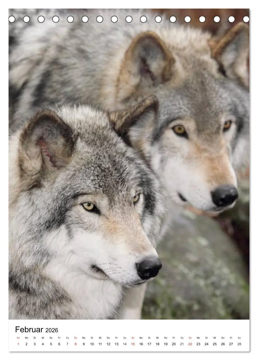 Bild: 9783516470925 | Wolf-Gesichter (Tischkalender 2026 DIN A5 hoch), CALVENDO...