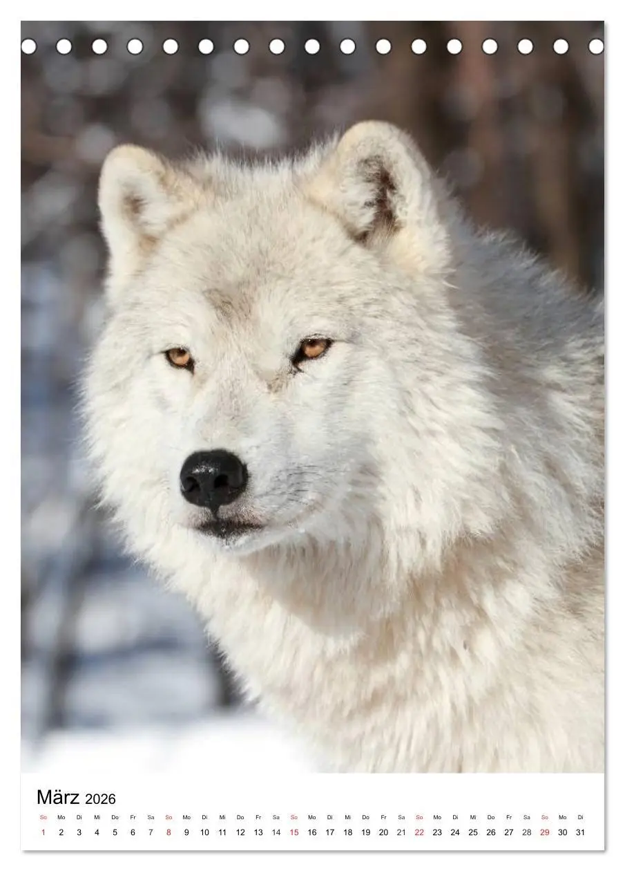 Bild: 9783516470925 | Wolf-Gesichter (Tischkalender 2026 DIN A5 hoch), CALVENDO...