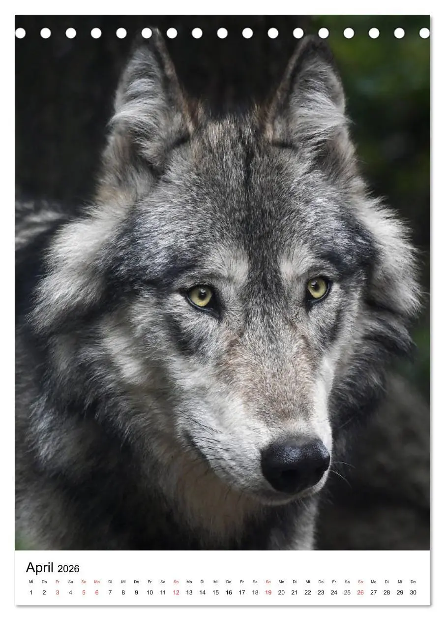 Bild: 9783516470925 | Wolf-Gesichter (Tischkalender 2026 DIN A5 hoch), CALVENDO...