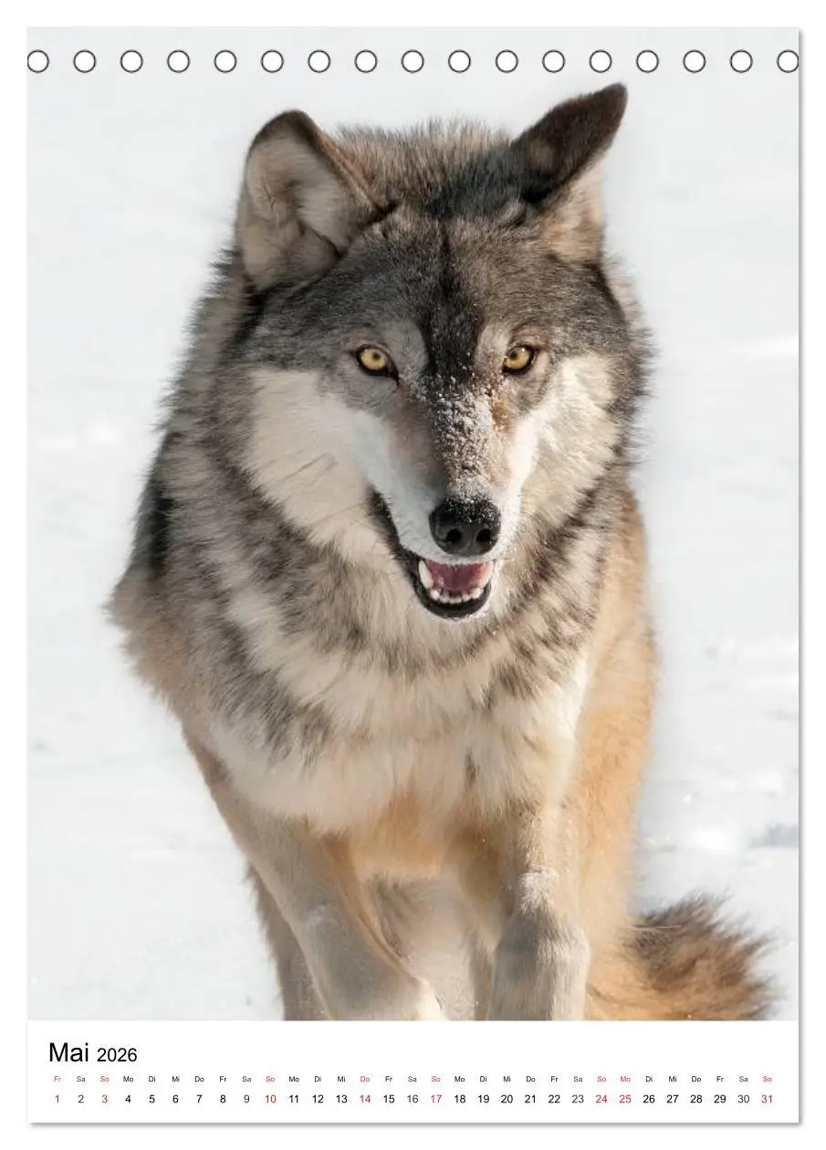 Bild: 9783516470925 | Wolf-Gesichter (Tischkalender 2026 DIN A5 hoch), CALVENDO...