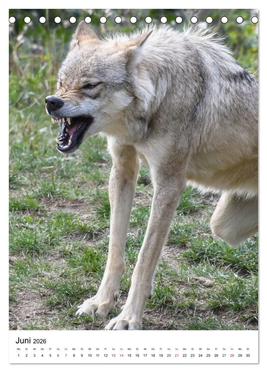 Bild: 9783516470925 | Wolf-Gesichter (Tischkalender 2026 DIN A5 hoch), CALVENDO...