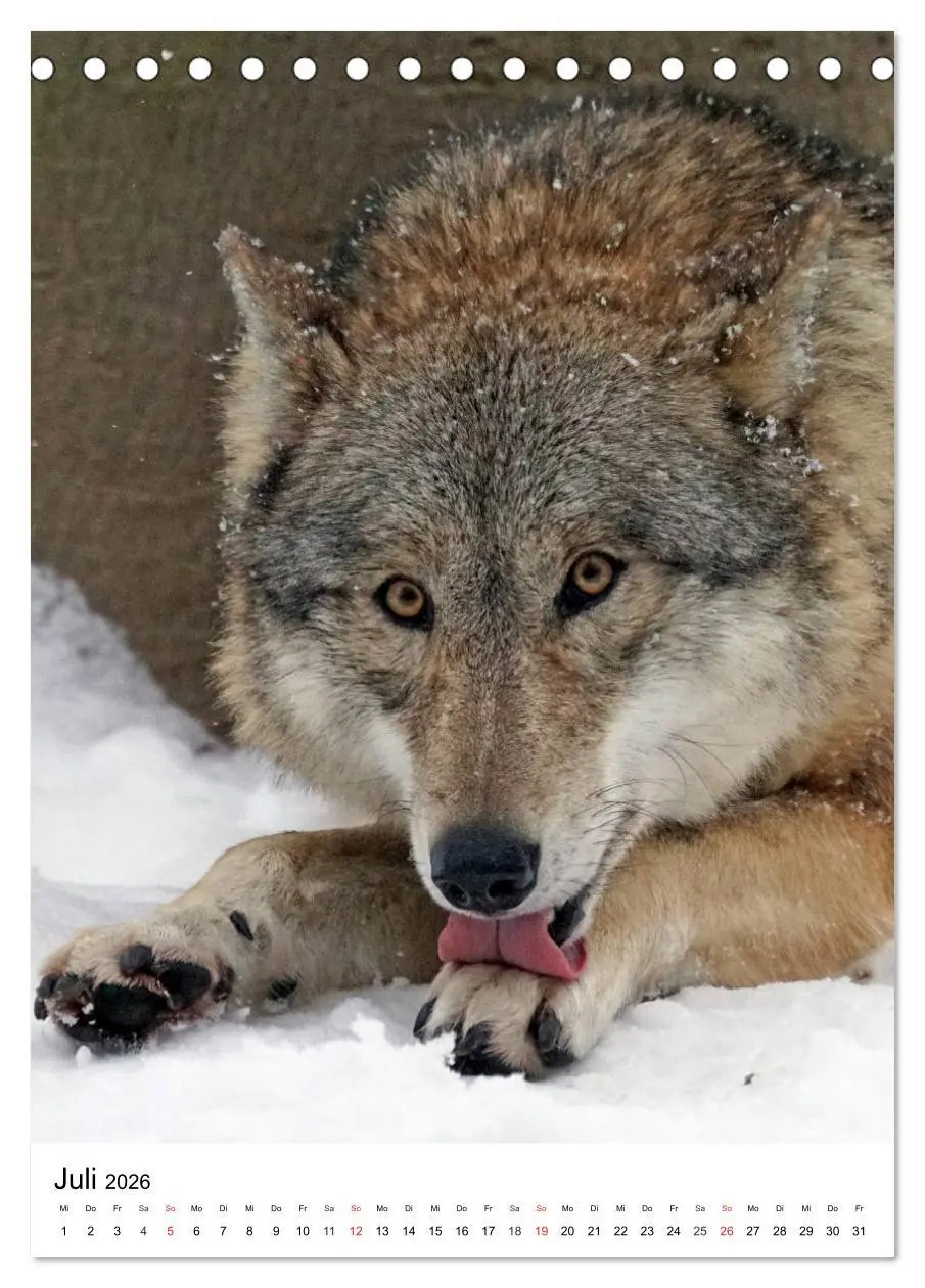 Bild: 9783516470925 | Wolf-Gesichter (Tischkalender 2026 DIN A5 hoch), CALVENDO...