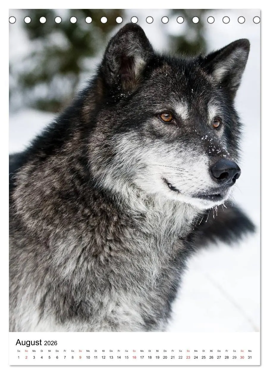 Bild: 9783516470925 | Wolf-Gesichter (Tischkalender 2026 DIN A5 hoch), CALVENDO...