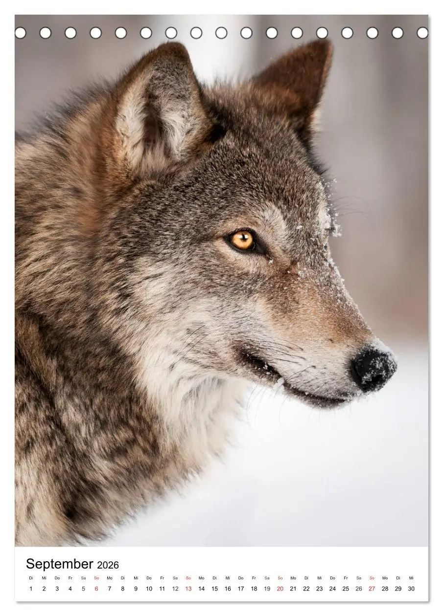 Bild: 9783516470925 | Wolf-Gesichter (Tischkalender 2026 DIN A5 hoch), CALVENDO...