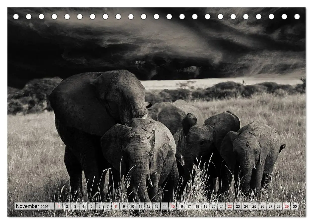 Bild: 9783516051025 | Wilde Tiere in schwarz-weiß (Tischkalender 2026 DIN A5 quer),...