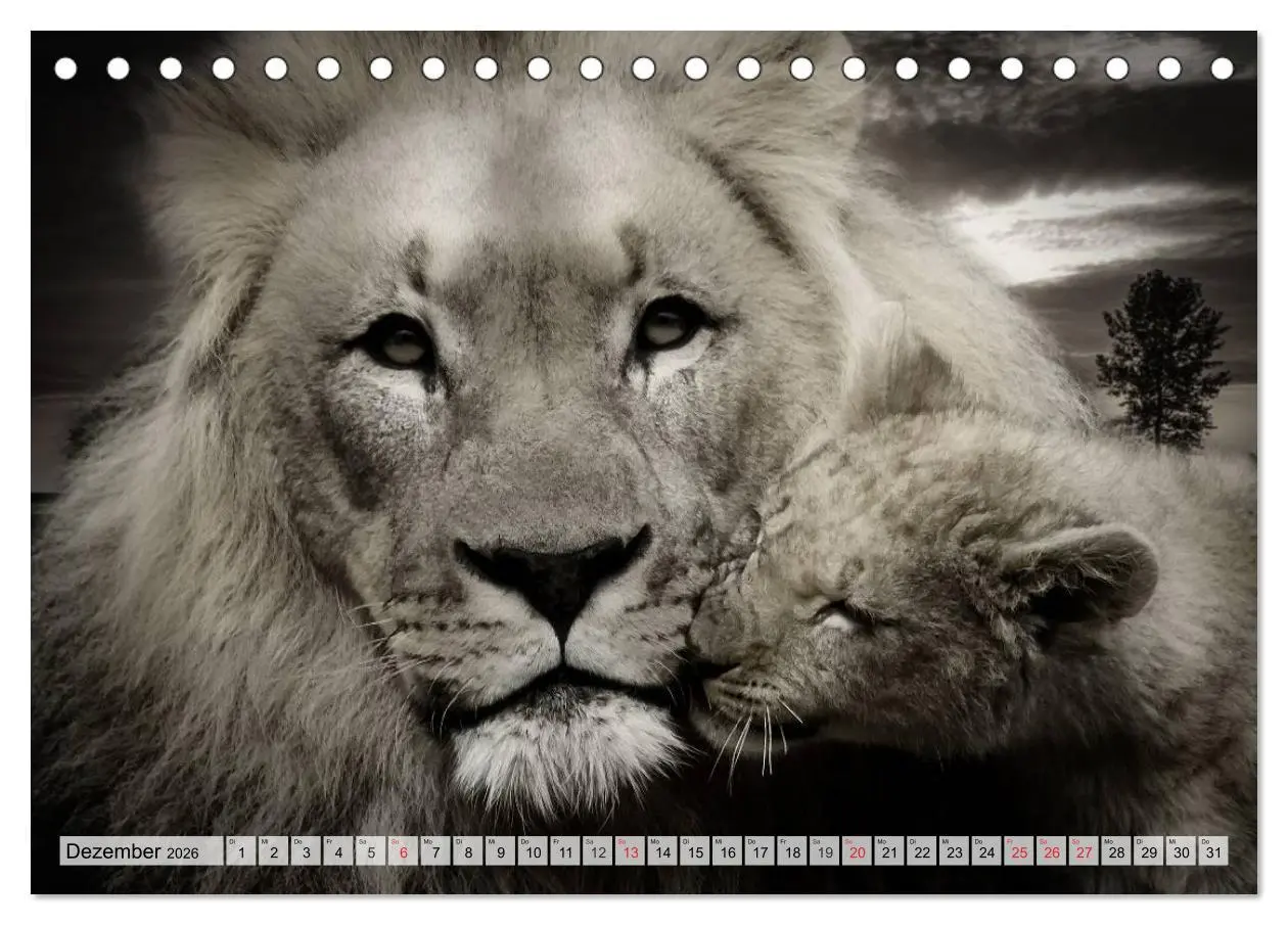 Bild: 9783516051025 | Wilde Tiere in schwarz-weiß (Tischkalender 2026 DIN A5 quer),...